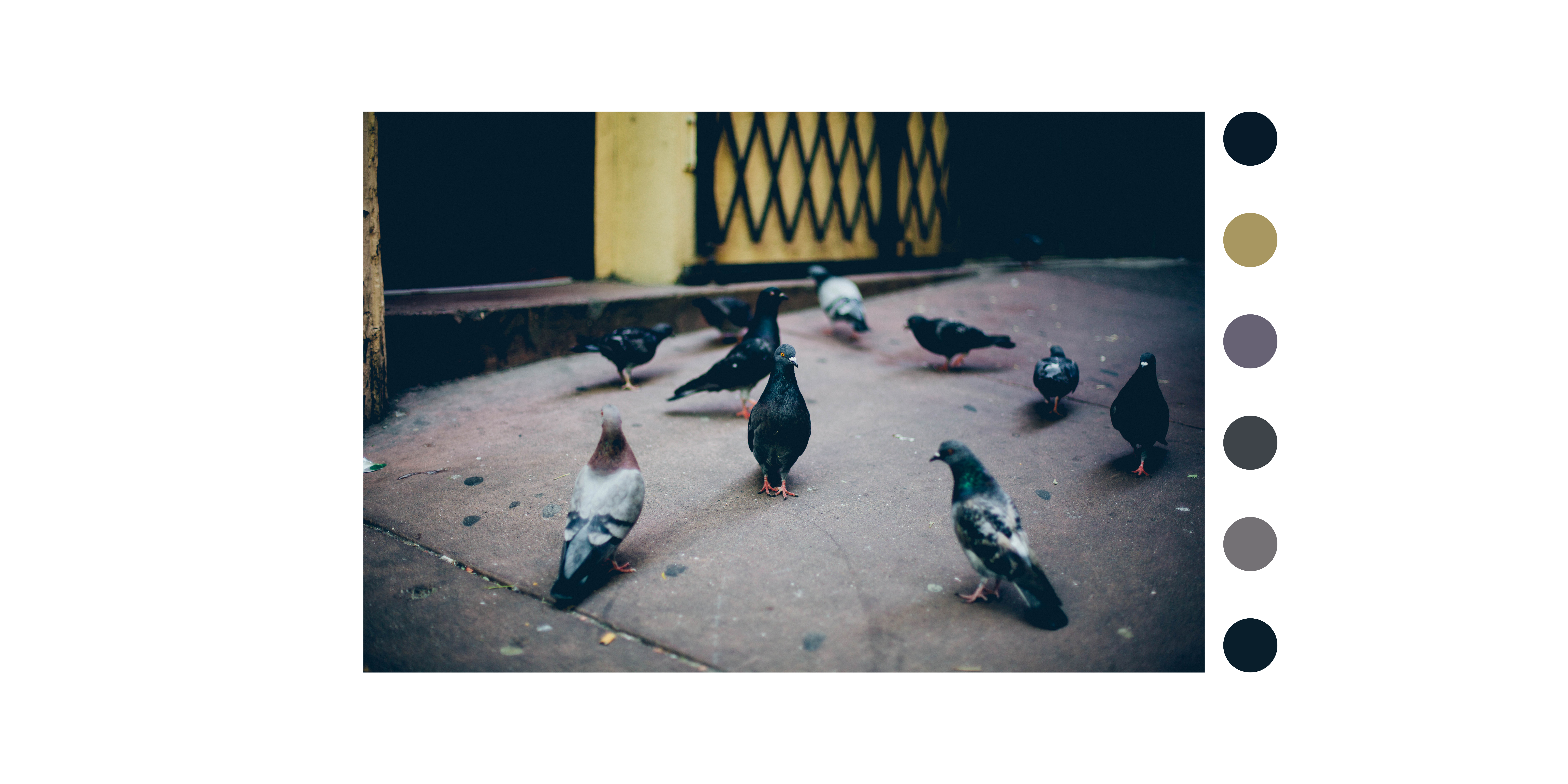 Pigeons
